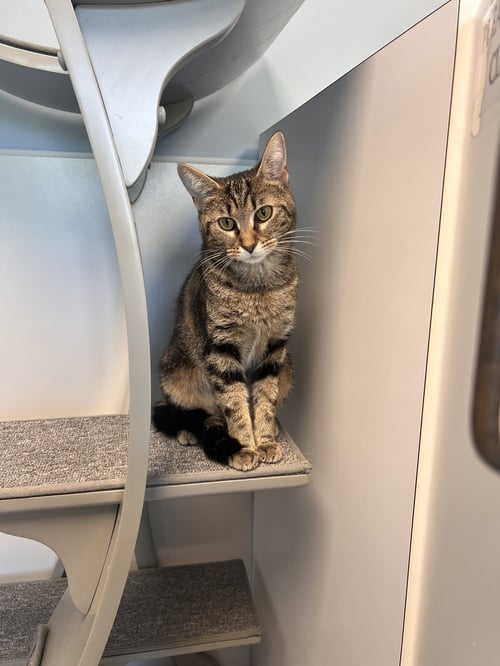 PHOEBE - MUST APPLY IN PERSON ! - Tabby / Domestic Short Hair for adoption in Lexington