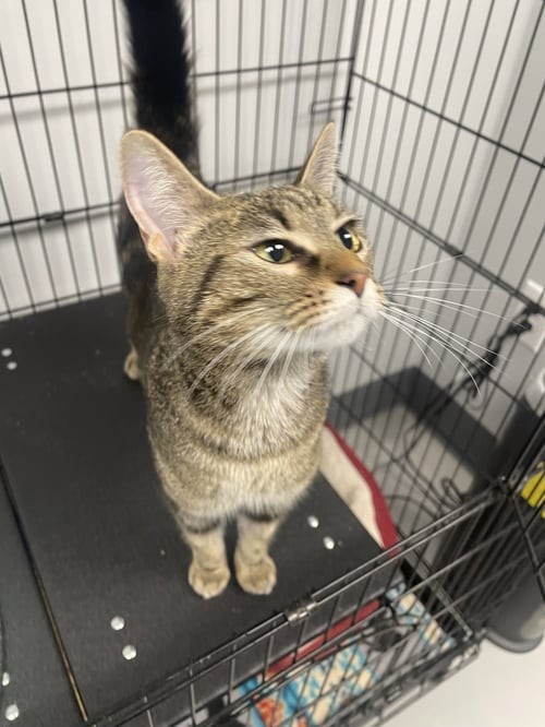 PHOEBE - MUST APPLY IN PERSON ! - Tabby / Domestic Short Hair available for adoption