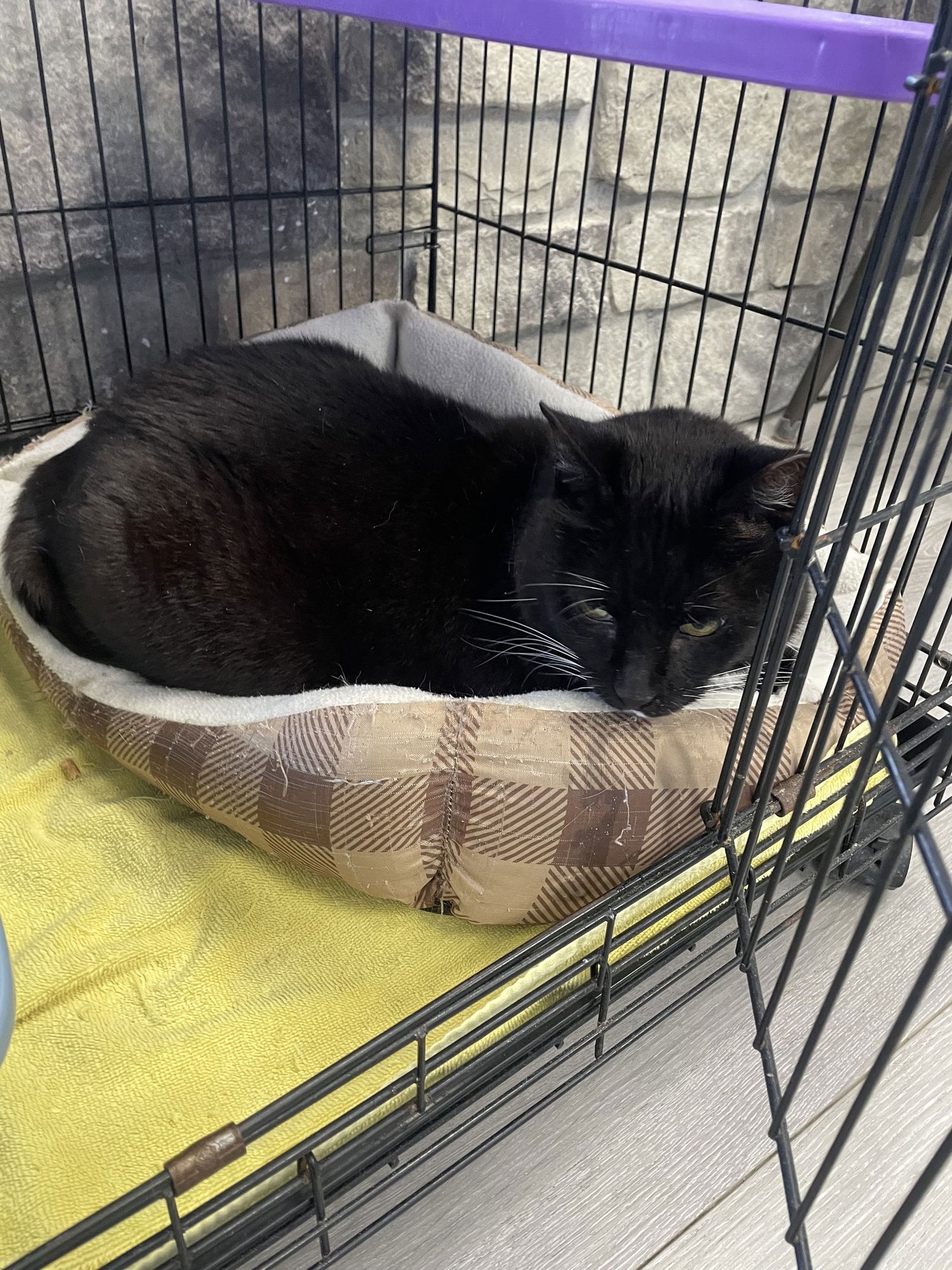 BRUNO - Domestic Short Hair available for adoption