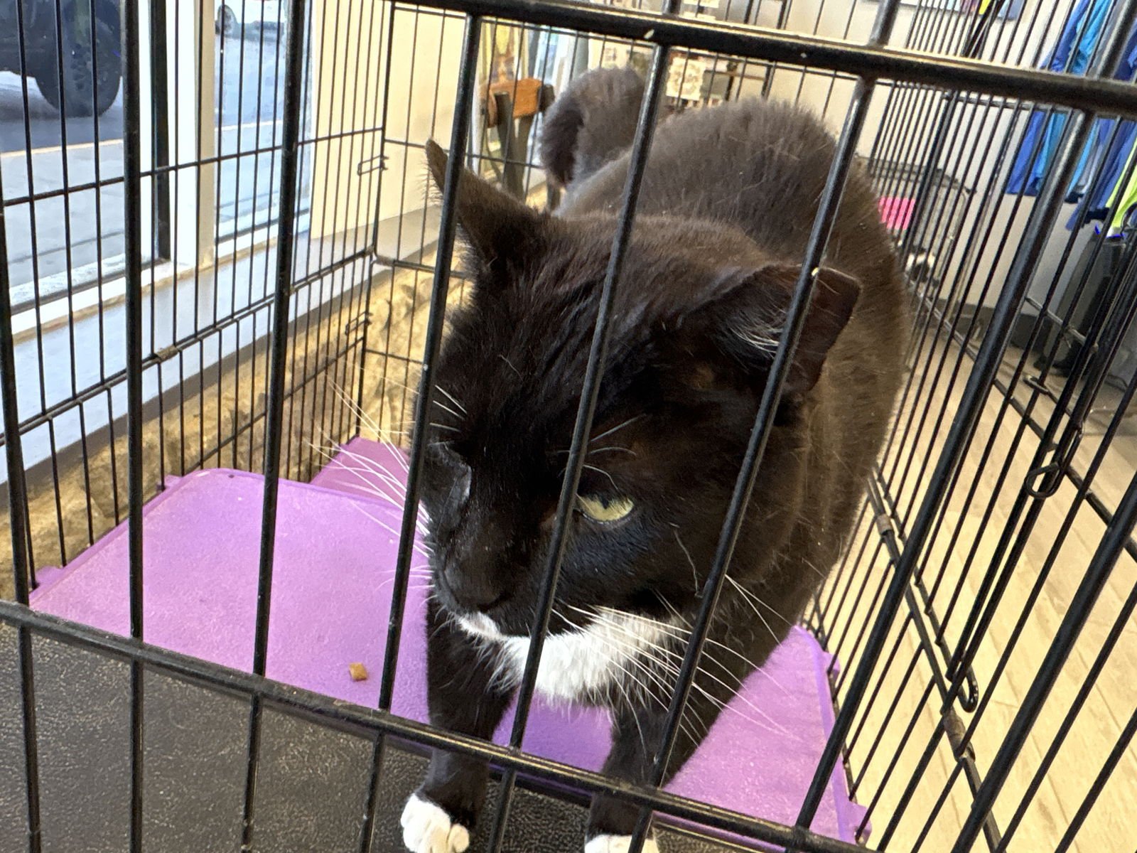 BRUNO - Domestic Short Hair available for adoption