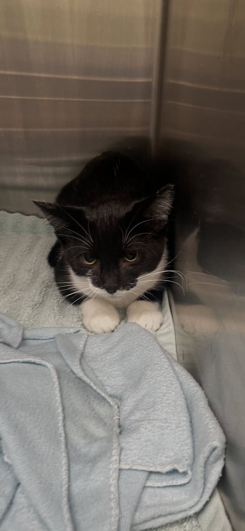 BARBARA - Tuxedo / Domestic Short Hair for adoption in Lexington