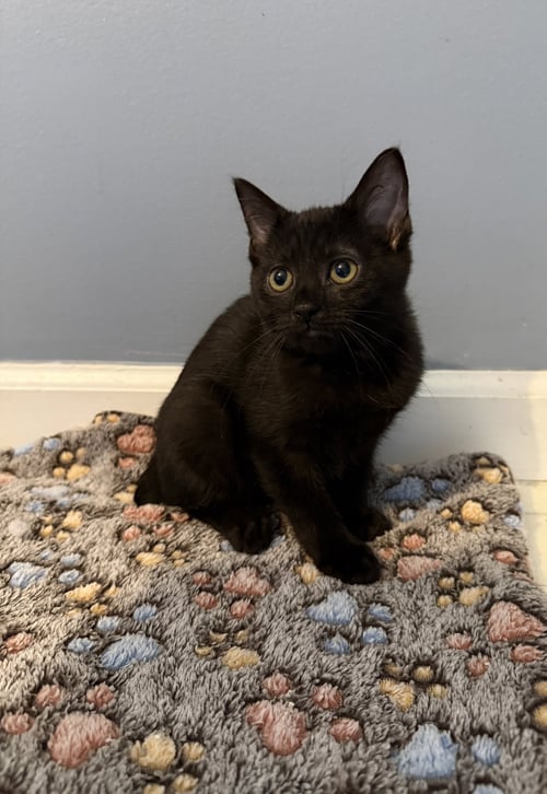 SIMONE - Bombay / Manx for adoption in Lexington