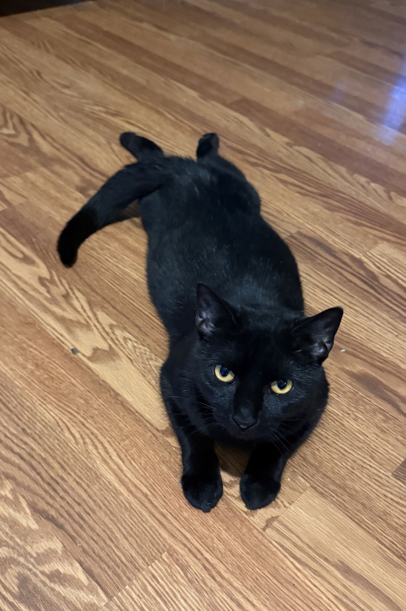 PATCH - Bombay / Domestic Short Hair available for adoption