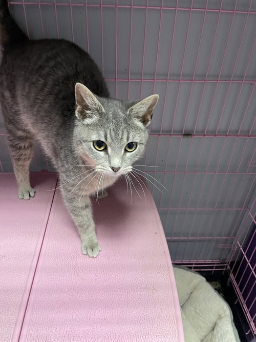 BRANCH - Tabby / Domestic Short Hair available for adoption