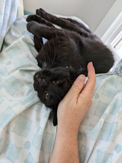 SAVVY - Domestic Short Hair / Bombay available for adoption