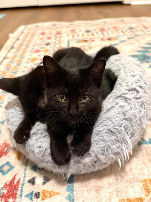 PO - Domestic Short Hair available for adoption