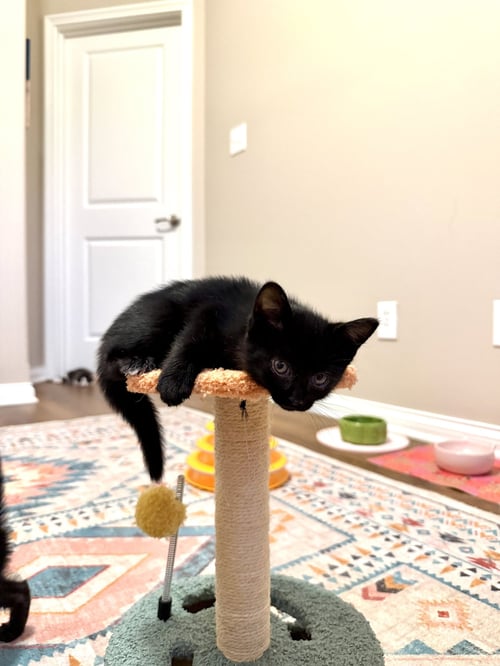 PO - Domestic Short Hair available for adoption