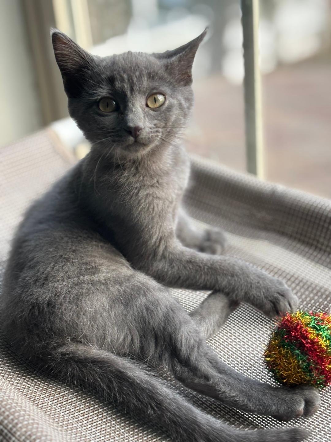 MOONLIGHT - Tabby / Domestic Short Hair available for adoption