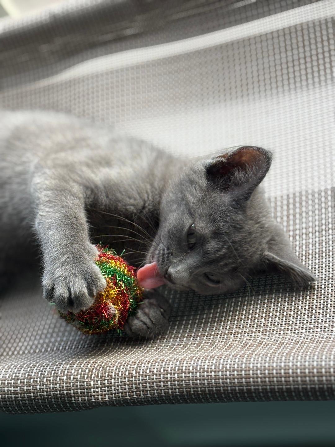 MOONLIGHT - Tabby / Domestic Short Hair available for adoption