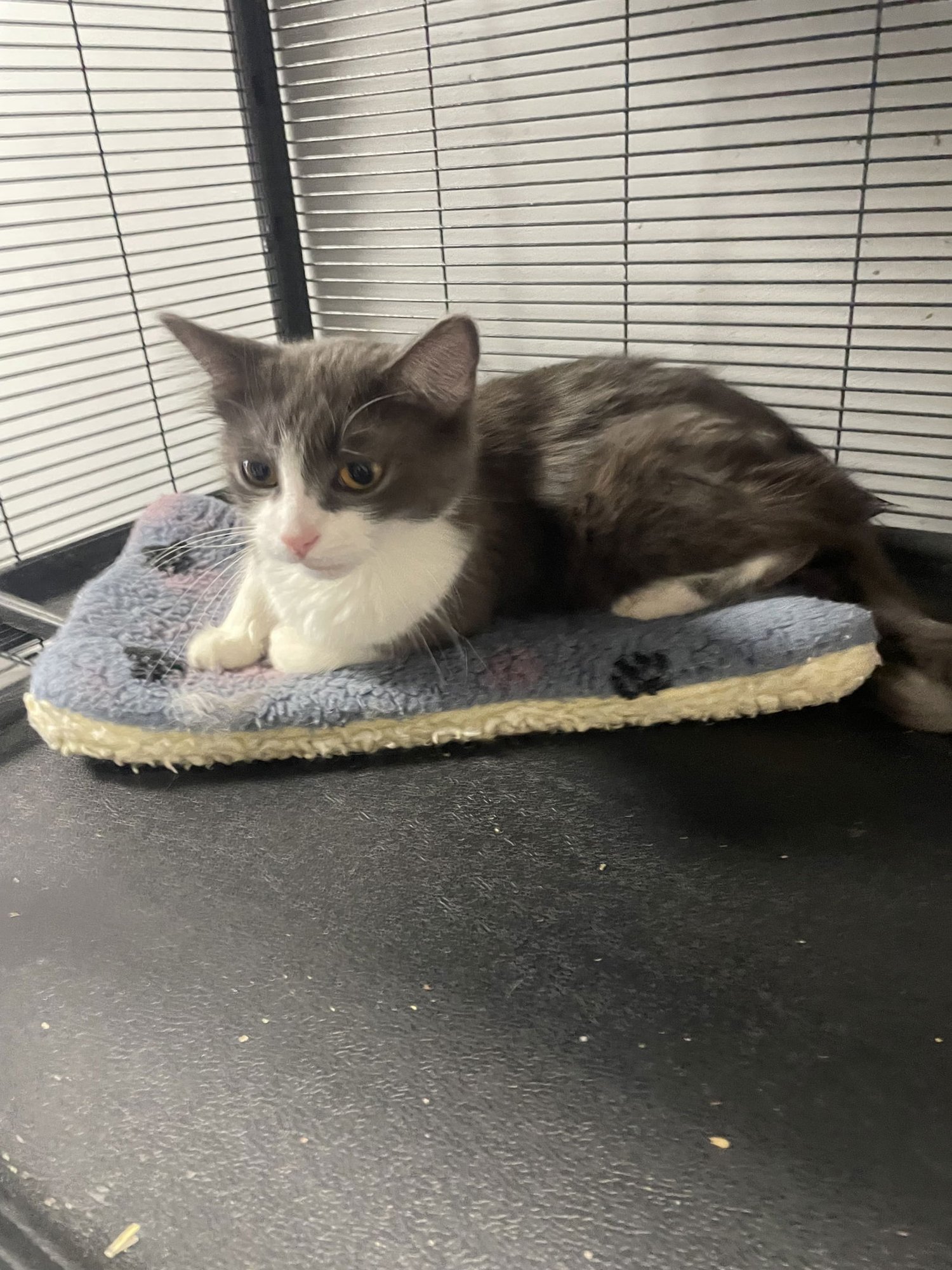 BETTY - Domestic Medium Hair available for adoption