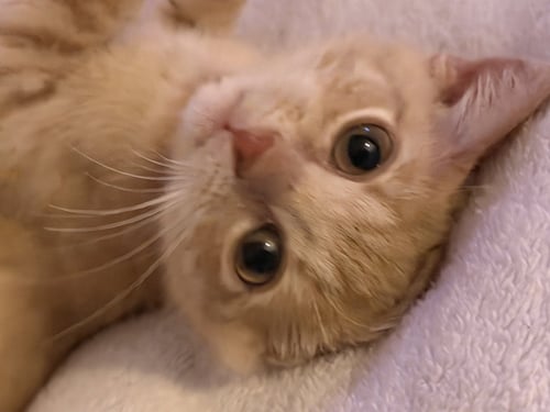 GOUDA - Tabby / Domestic Short Hair available for adoption