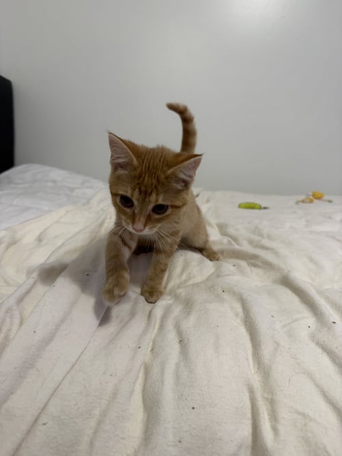 GOUDA - Tabby / Domestic Short Hair available for adoption