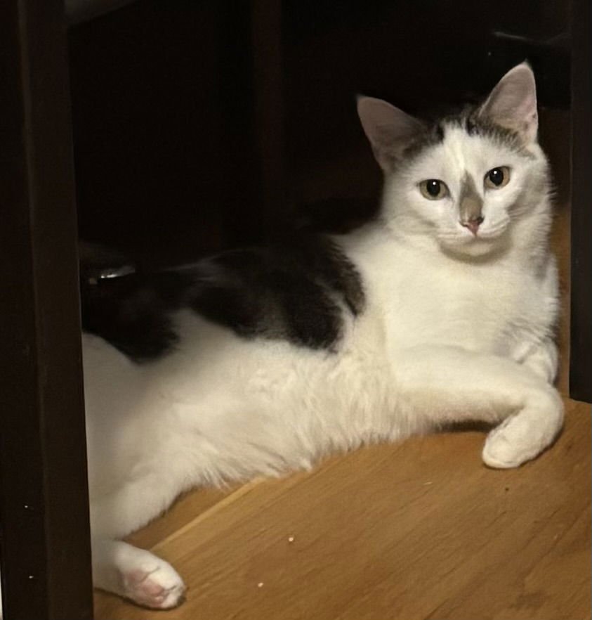 JOSIE - Tabby / Domestic Short Hair available for adoption