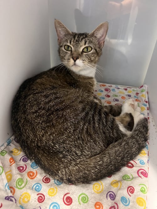 BURGER QUEEN  - MUST APPLY IN PERSON ! - Tabby / Domestic Short Hair for adoption in Lexington