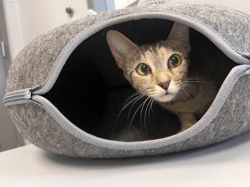 MAGGIE - MUST APPLY IN PERSON !