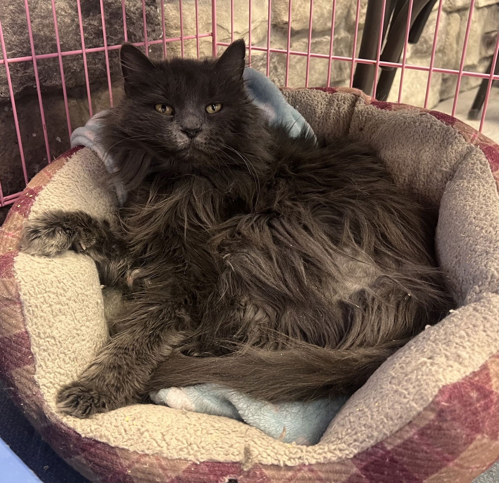 CLEOPATRA - Domestic Long Hair / Domestic Short Hair available for adoption
