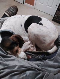 Bonnie - Photo 5