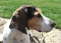 Bonnie - Photo 6