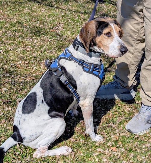 BONNIE - Treeing Walker Coonhound / Coonhound for adoption in Lexington