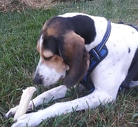 Bonnie - Photo 2