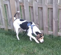 Bonnie - Photo 9