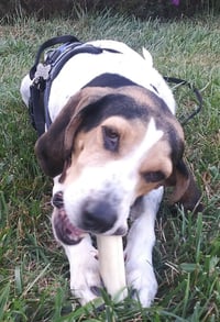 Bonnie - Photo 8