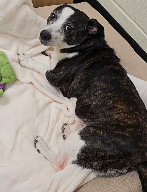MIA - Jack Russell Terrier available for adoption