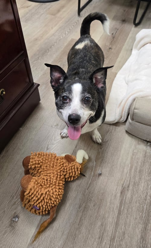 MIA - Jack Russell Terrier for adoption in Lexington
