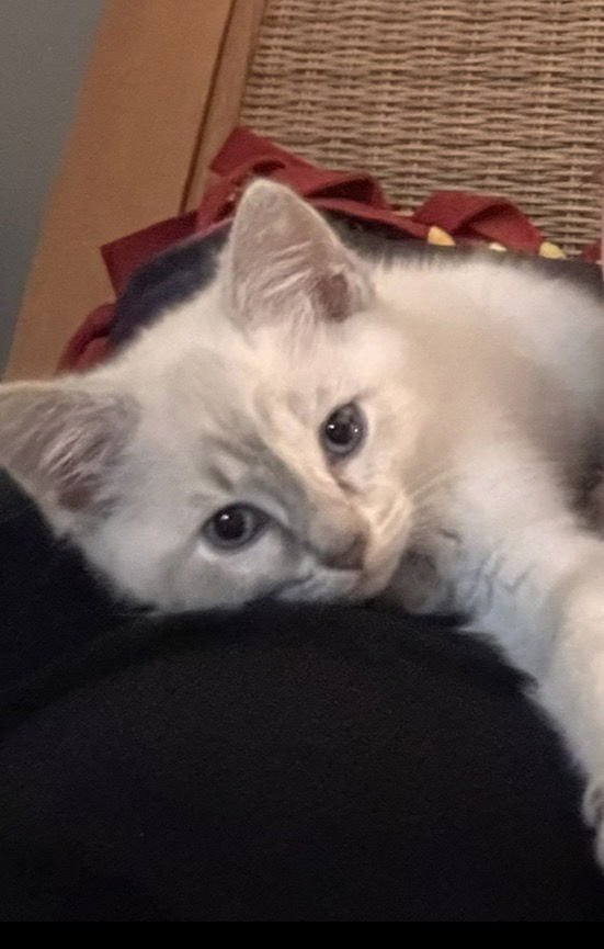 MAREN - Siamese / Domestic Short Hair available for adoption