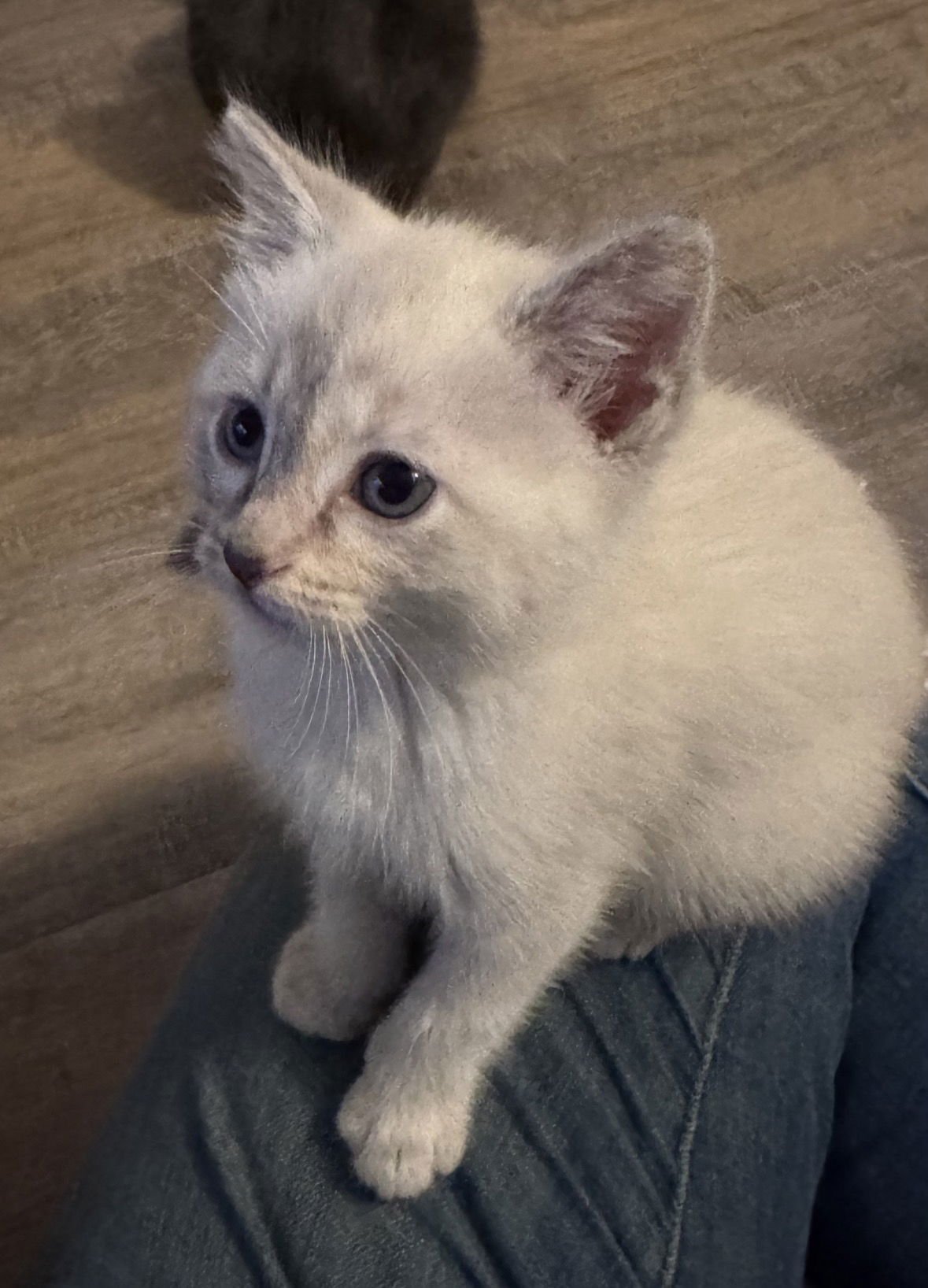 MAREN - Siamese / Domestic Short Hair available for adoption