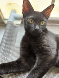 Coco - Photo 1