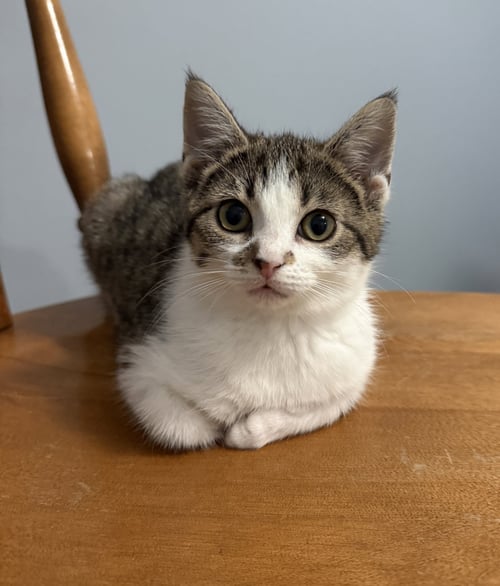 NOVA - Tabby / Domestic Short Hair available for adoption