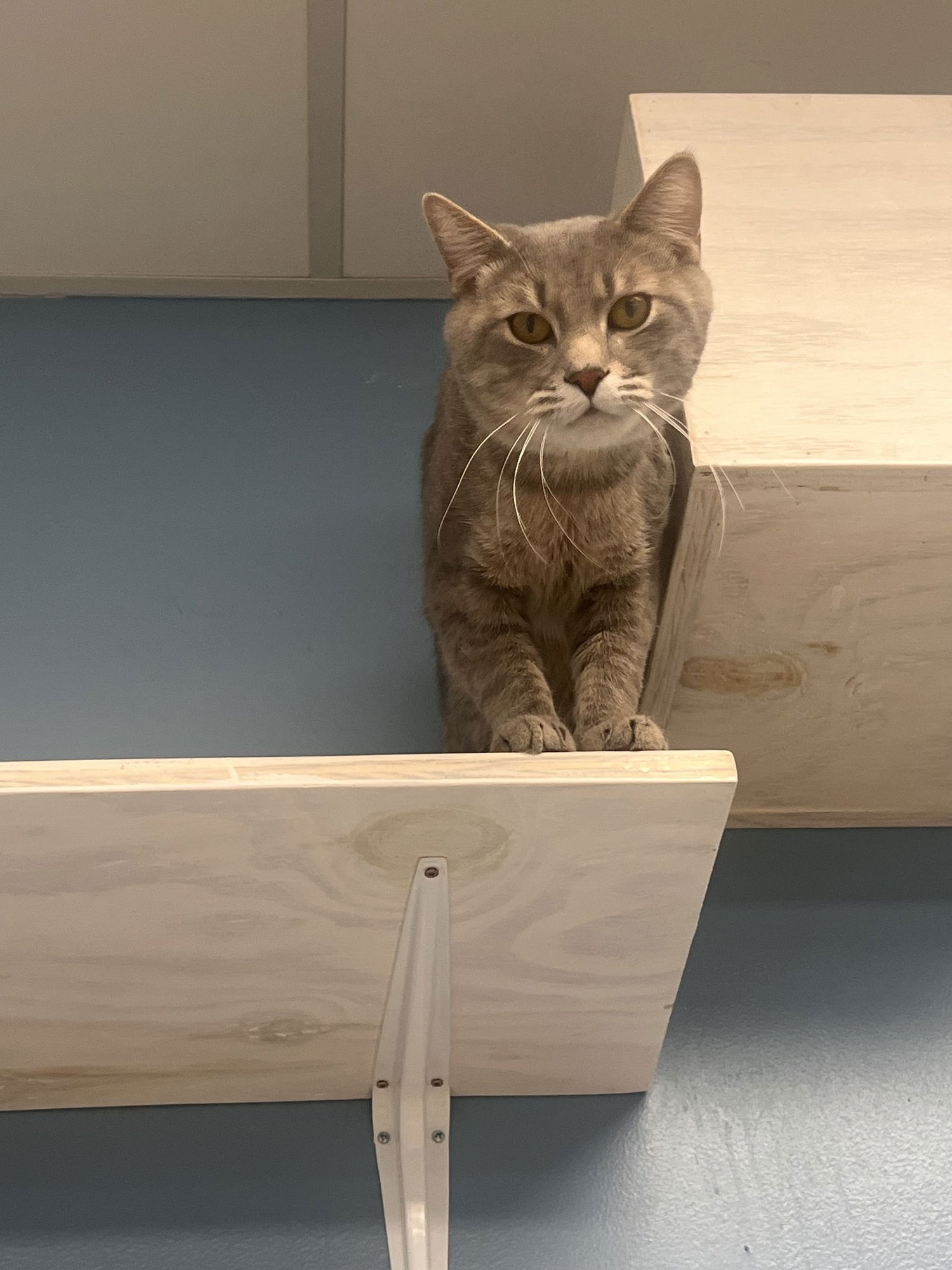 GHOST - MUST APPLY IN PERSON ! - Tabby / Domestic Short Hair available for adoption