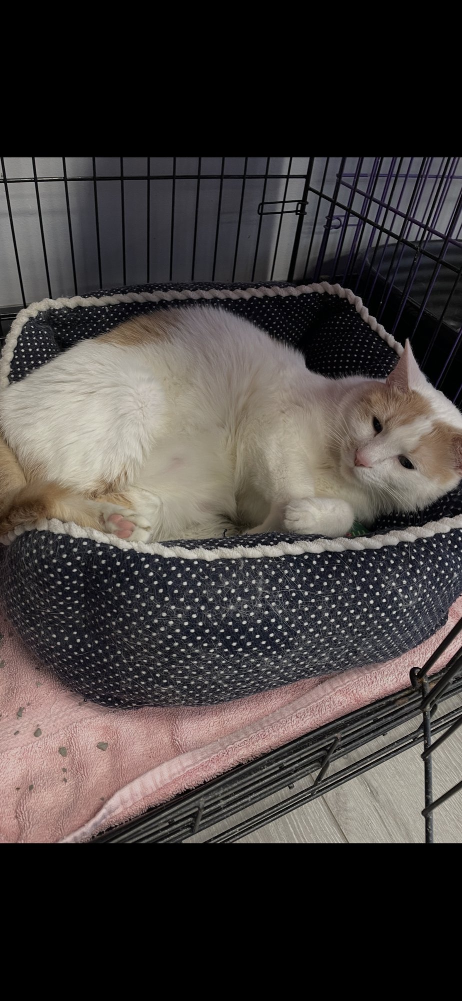 CHITOWINSKEY - Domestic Short Hair available for adoption