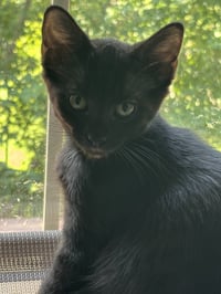 Sable - Photo 2