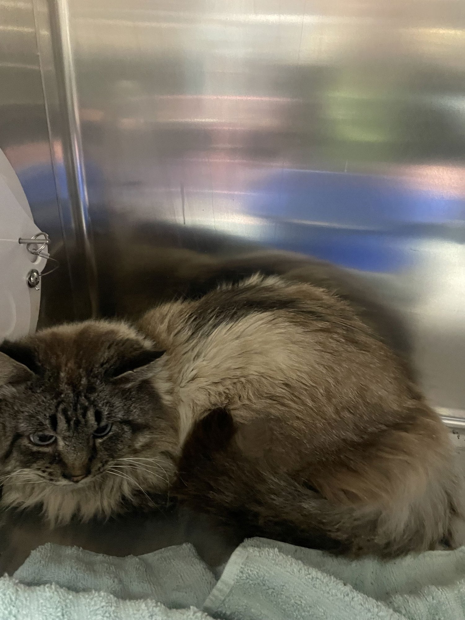 CALLAHAN - Siamese / Domestic Long Hair available for adoption