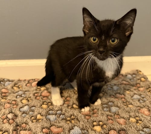 WESLEY - Tuxedo / Domestic Short Hair available for adoption