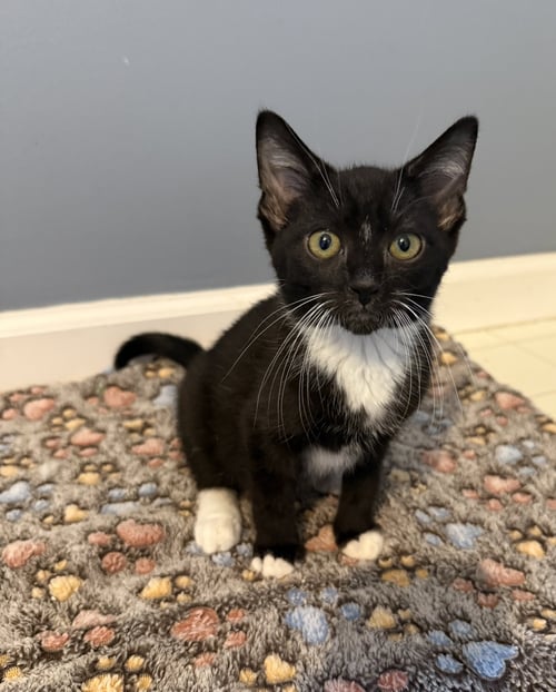 WESLEY - Tuxedo / Domestic Short Hair for adoption in Lexington
