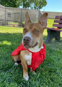 Scrappy Doo - Photo 1