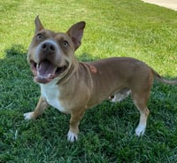 Scrappy Doo - Photo 2