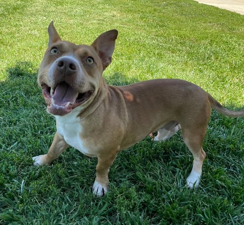SCRAPPY DOO - American Pit Bull Terrier available for adoption
