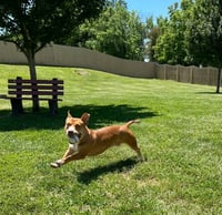 Scrappy Doo - Photo 4