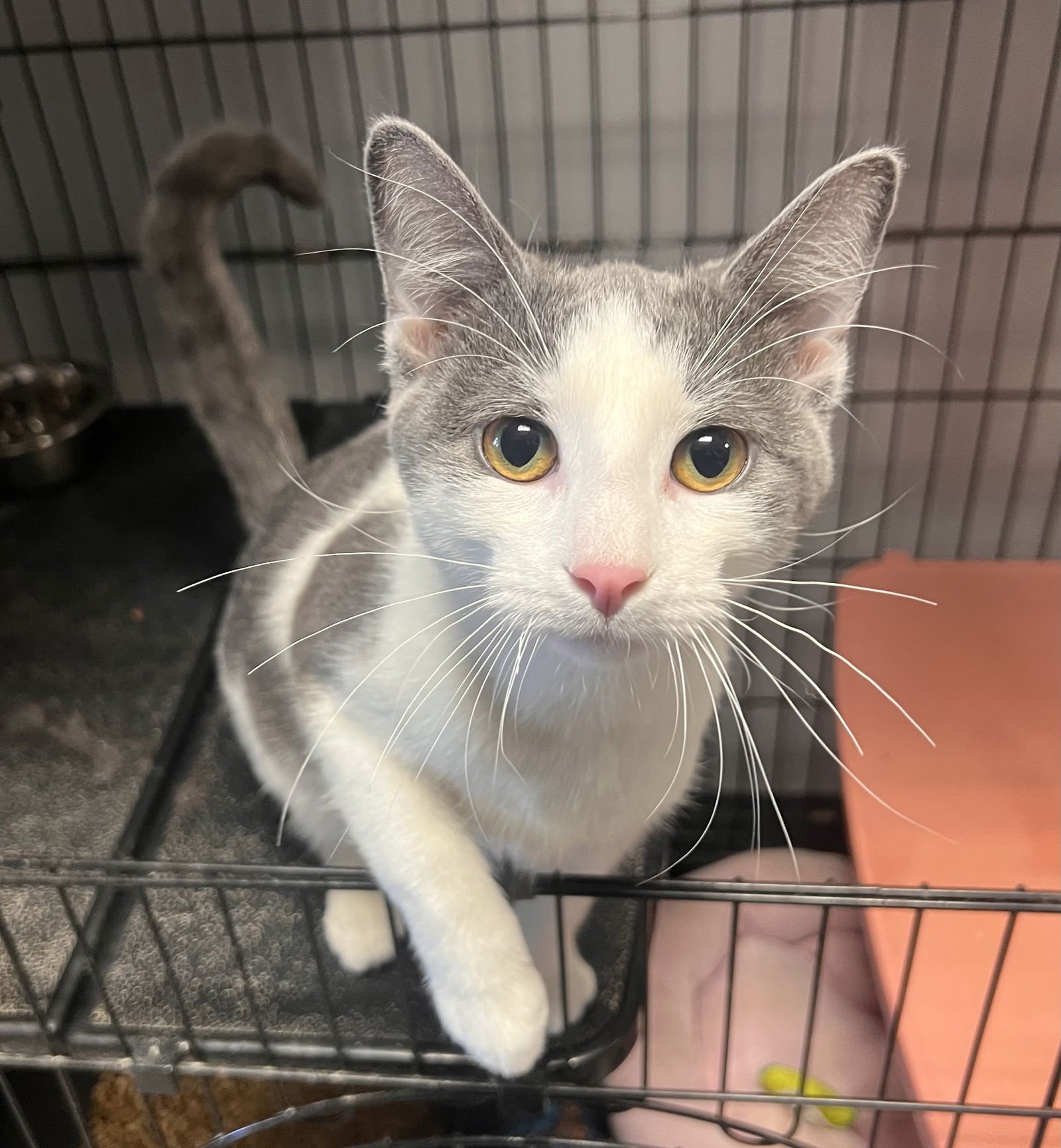 DIEGO - Domestic Short Hair available for adoption