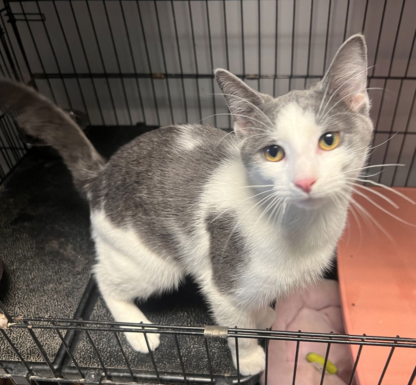 DIEGO - Domestic Short Hair available for adoption