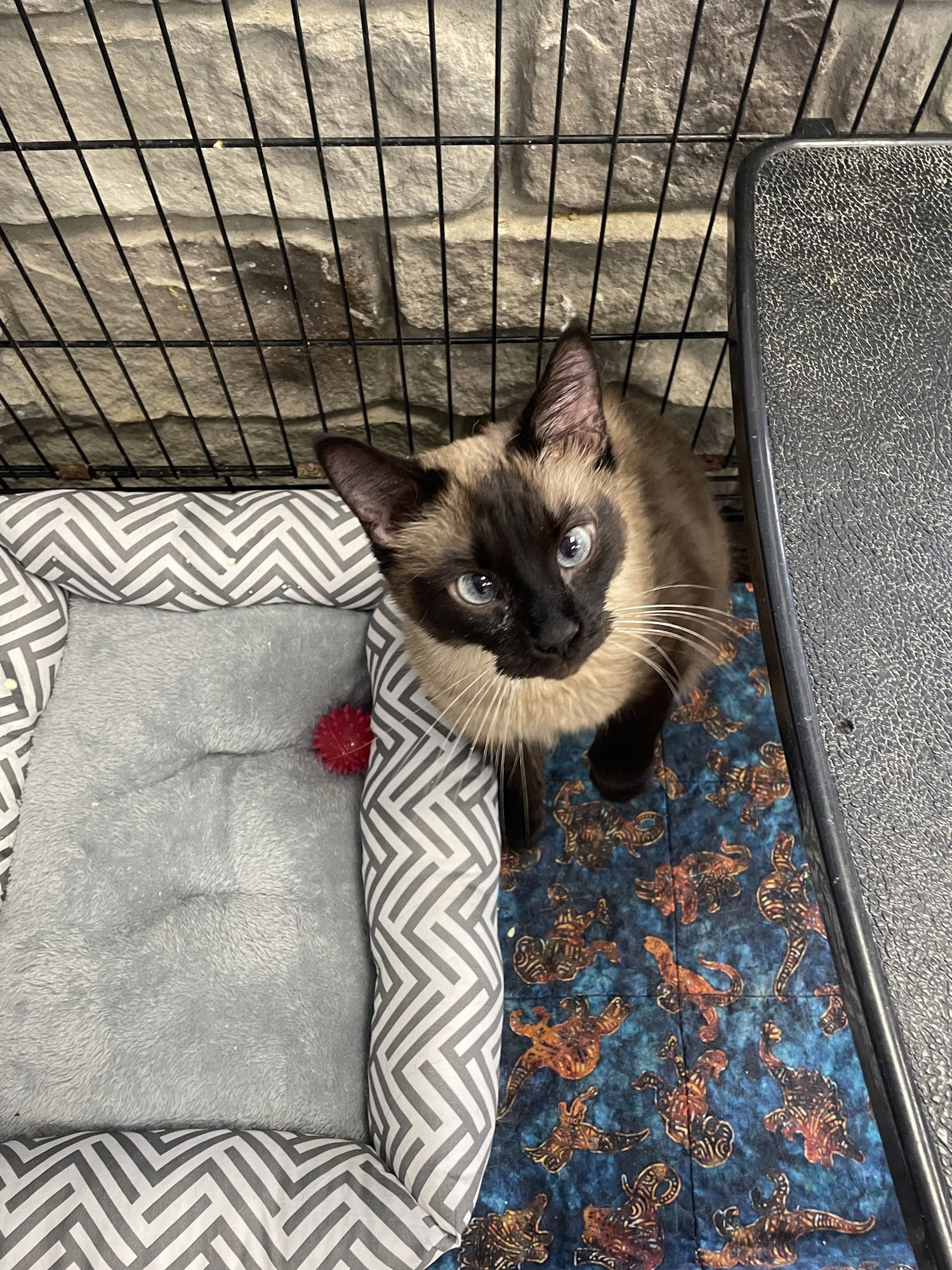 SMOKEY - Siamese available for adoption