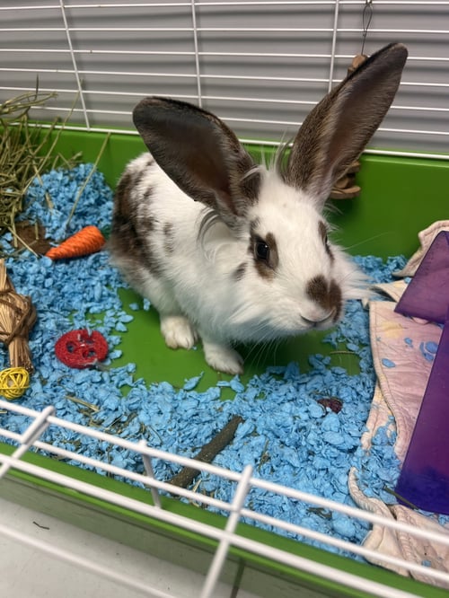 HOPPER - Lionhead available for adoption