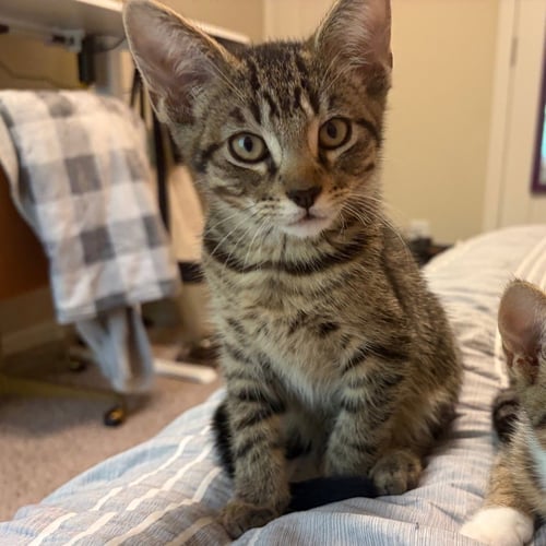 BILL - Tabby / Domestic Short Hair available for adoption
