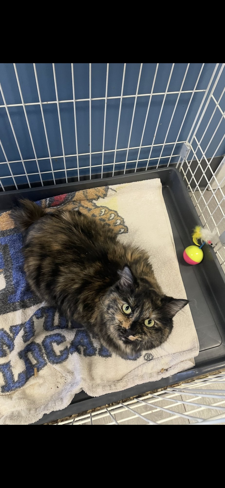 HONEY- MUST APPLY IN PERSON ! - Manx / Tortoiseshell available for adoption