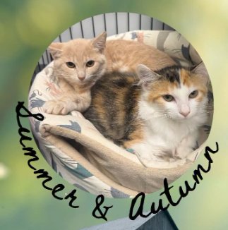 SUMMER - Calico / Domestic Short Hair for adoption in Lexington