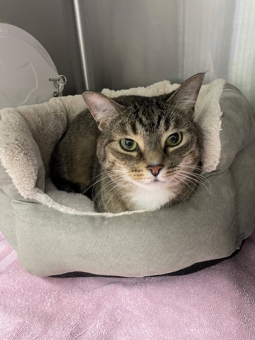 KJ - MUST APPLY IN PERSON ! - Tabby / Domestic Short Hair available for adoption